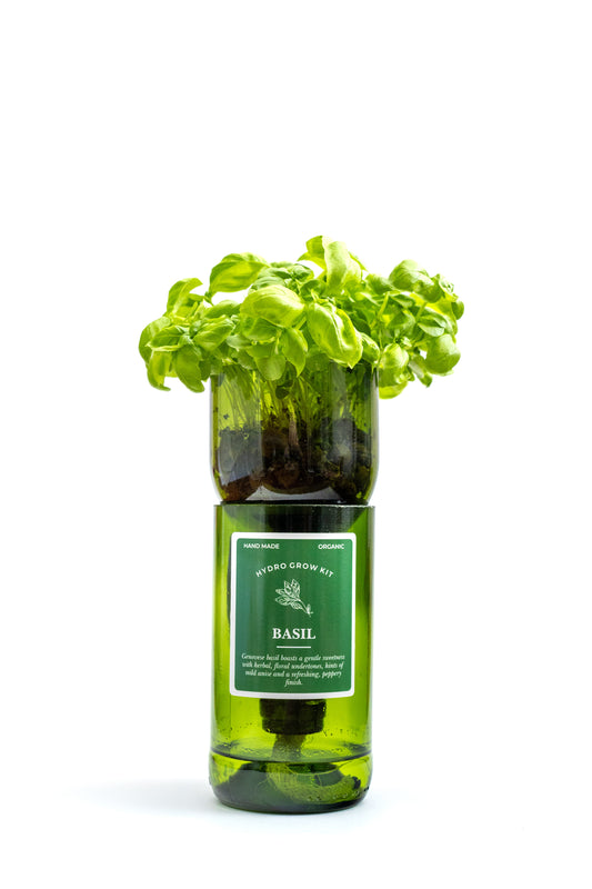 Hydroherb basil plant